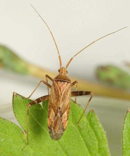 Phytocoris varipes - tarkalábú fapoloska