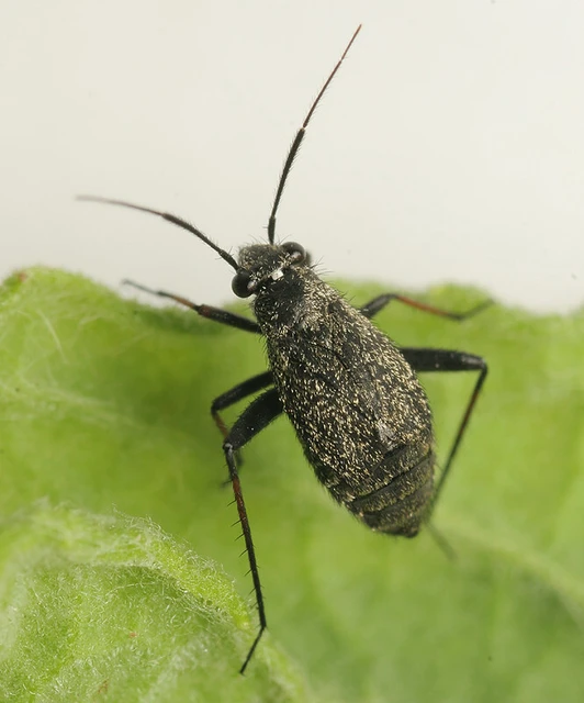 Orthocephalus saltator - szőrös ugrópoloska
