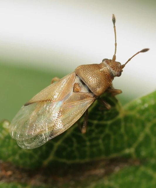 Cymus claviculus - közönséges rétibodobács Cymus claviculus - közönséges rétibodobács
