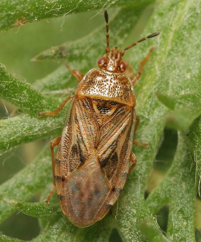 Chilacis typhae - gyékénybodobács