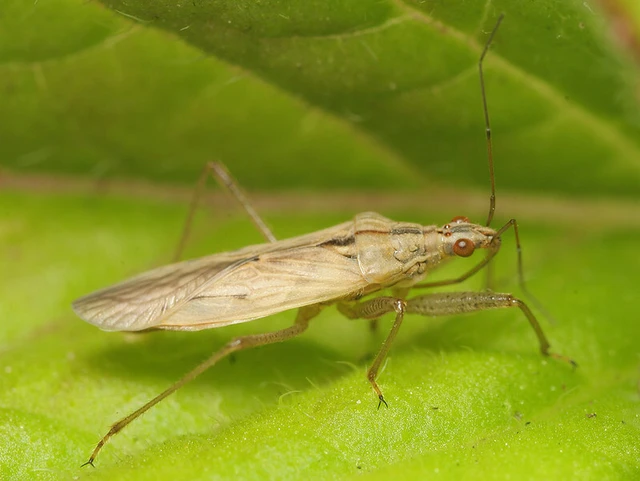Nabis ferus - közönséges tolvajpoloska