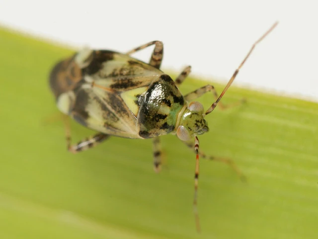 Liocoris tripustulatus - hárompettyes mezeipoloska
