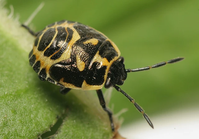 Eurydema oleracea - paréjpoloska Eurydema oleracea - paréjpoloska