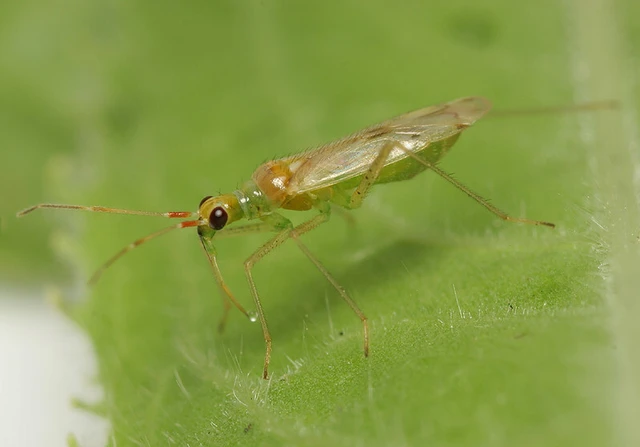 Dicyphus epilobii