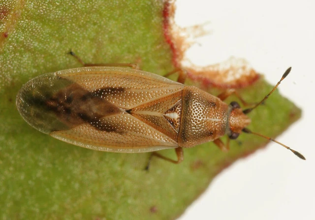 Cymus glandicolor - rétibodobács Cymus glandicolor - rétibodobács