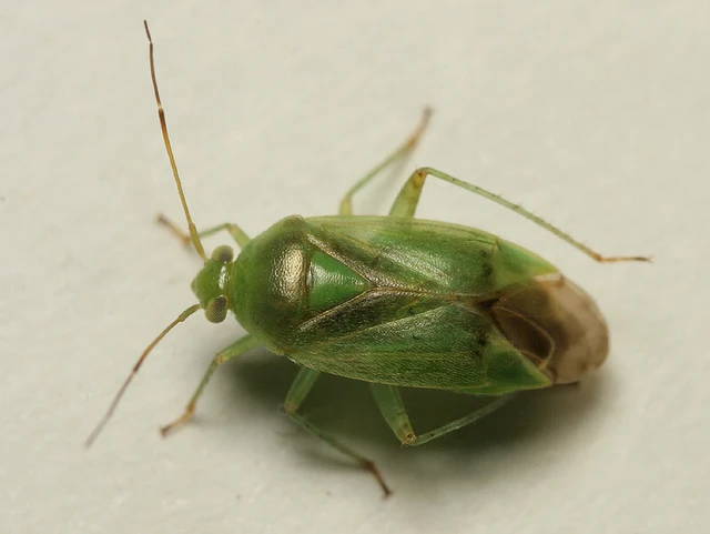 Neolygus populi