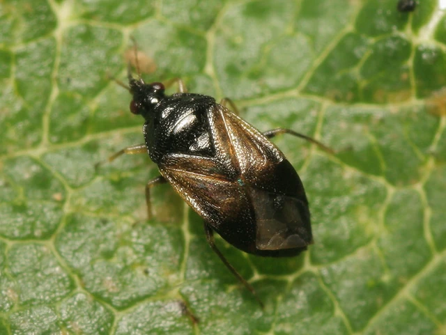 Orius Orius