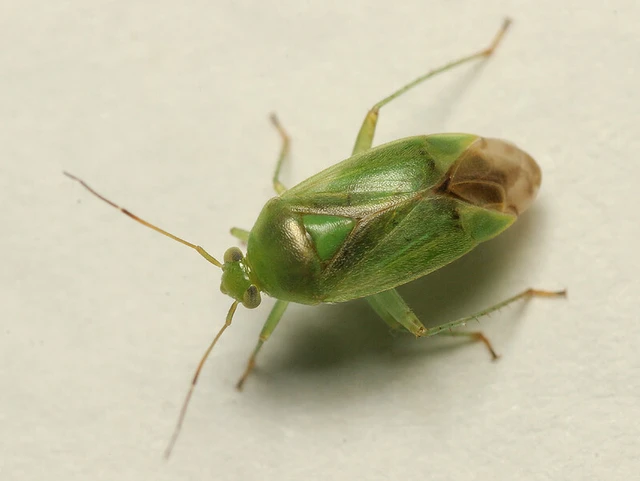 Neolygus populi
