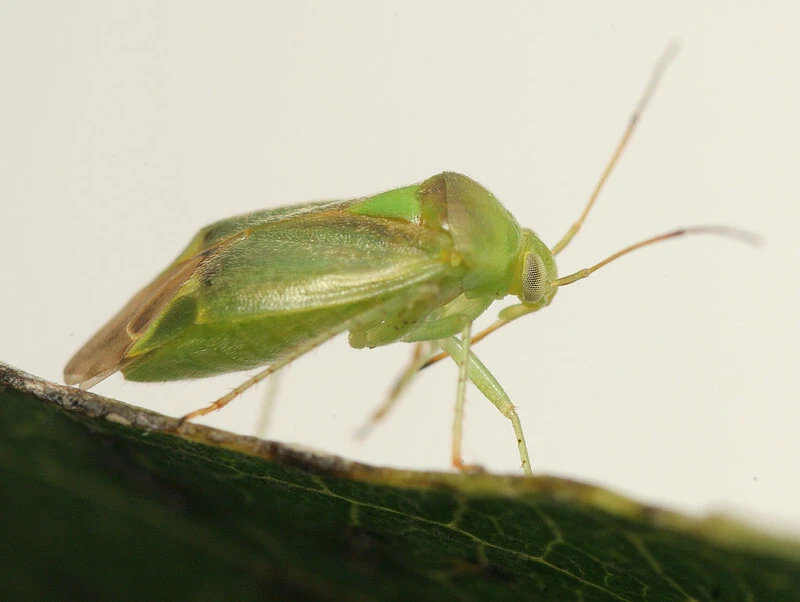 Neolygus populi