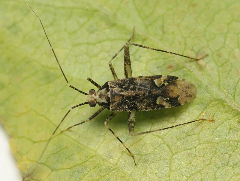 Phytocoris tiliae denigratus