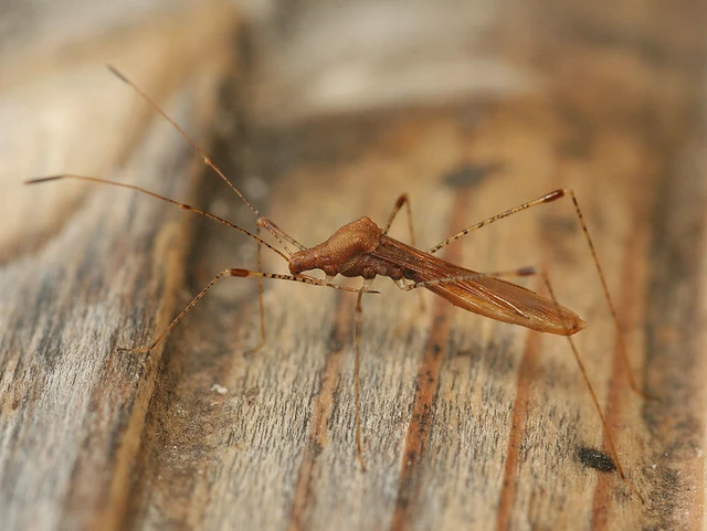 Metatropis rufescens - varázslófű-szúnyogpoloska