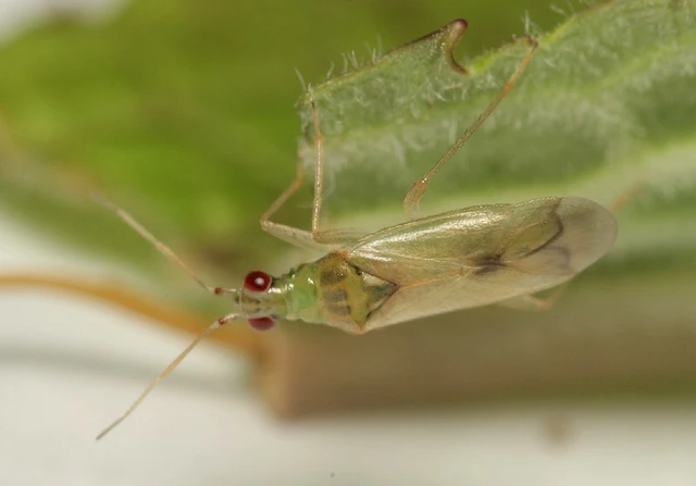 Dicyphus pallicornis