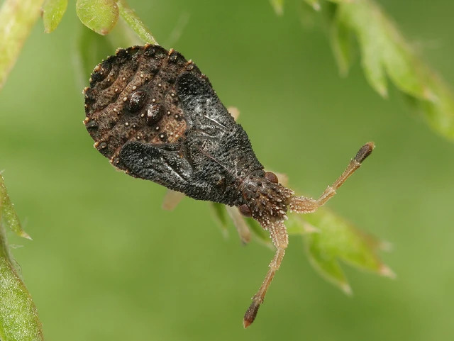 Spathocera dalmanii