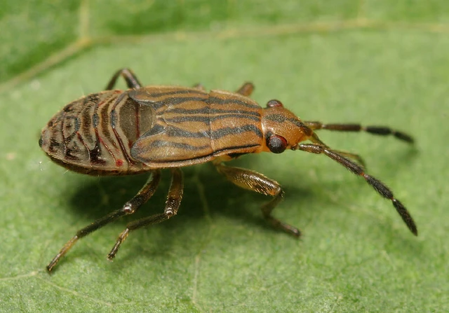 Peritrechus geniculatus - vastagcsápú feketésbodobács
