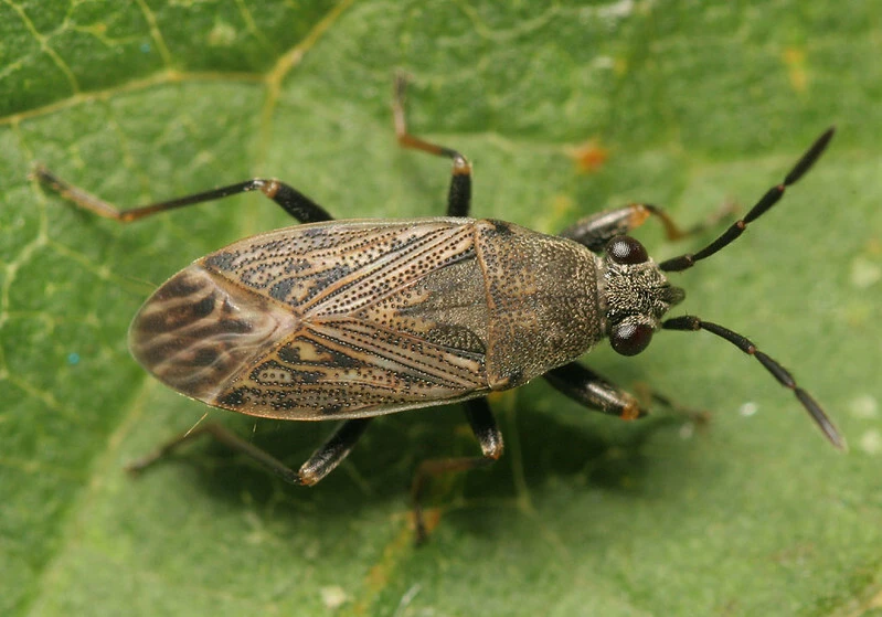 Peritrechus geniculatus - vastagcsápú feketésbodobács