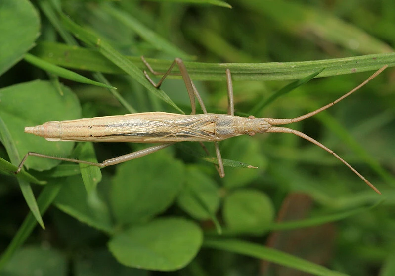 Chorosoma schillingii - karcsú botpoloska