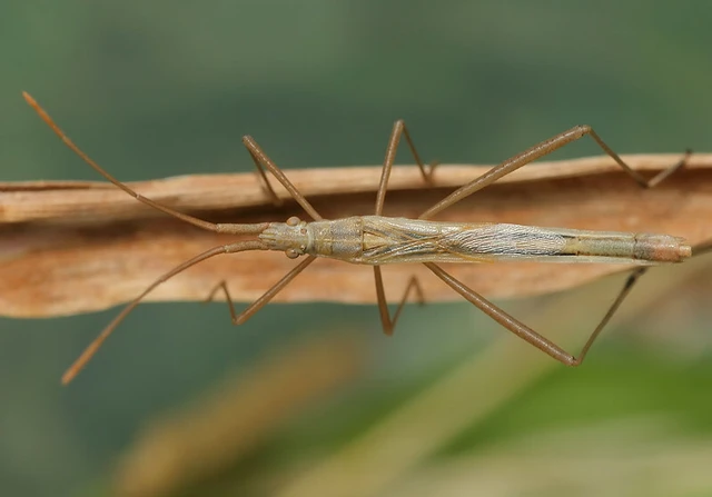 Chorosoma schillingii - karcsú botpoloska
