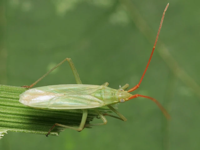 Trigonotylus ruficornis - vöröscsápú mezeipoloska (Állathatározó)
