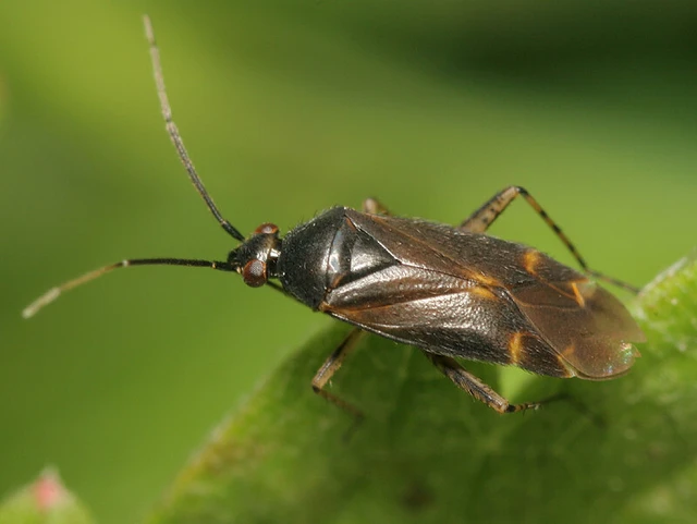 Plagiognathus arbustorum Plagiognathus arbustorum