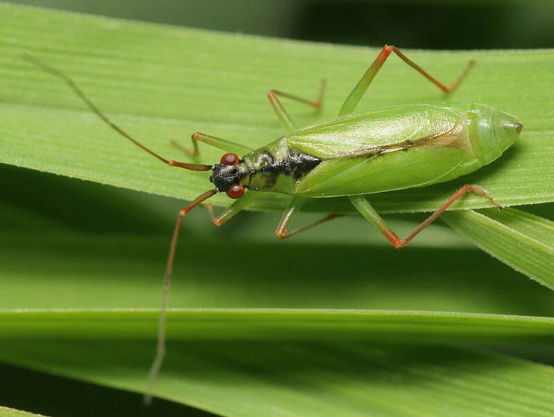 Teratocoris antennatus