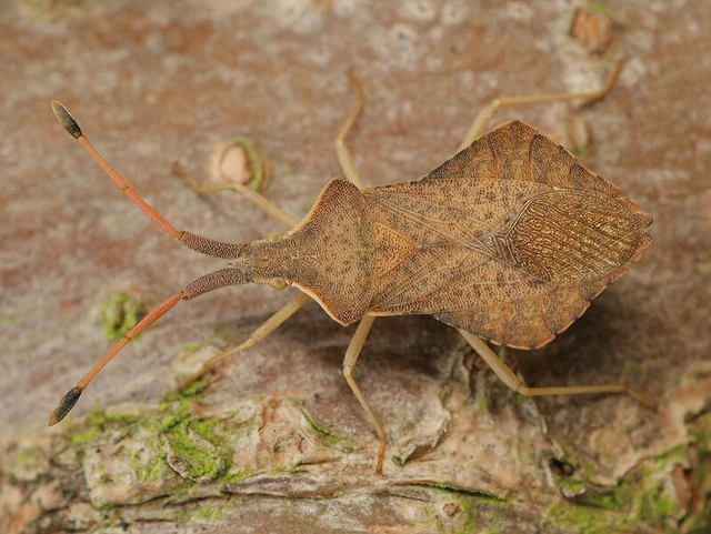 Syromastus rhombeus - vitorlás karimáspoloska