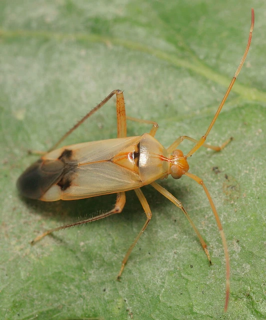 Megacoelum infusum