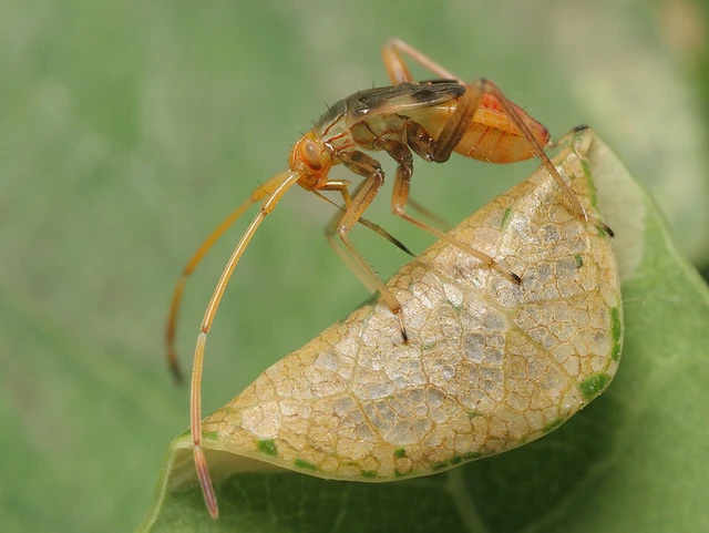 Megacoelum infusum