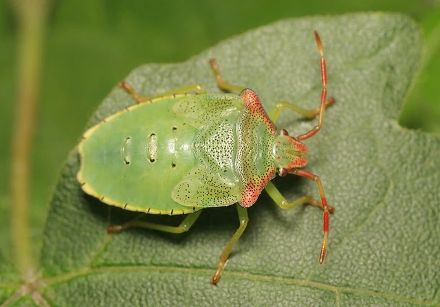Acanthosoma haemorrhoidale - nagy dajkapoloska Acanthosoma haemorrhoidale - nagy dajkapoloska