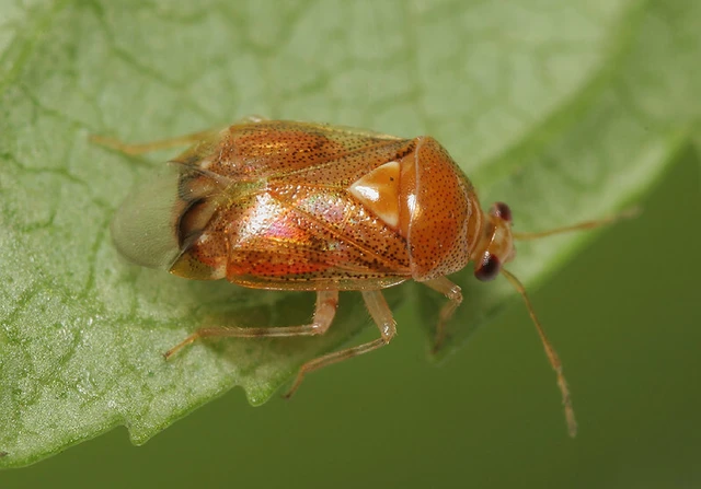 Deraeocoris lutescens - sárgás mezeipoloska