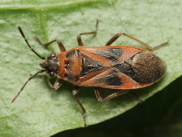 Arocatus longiceps - platánbodobács
