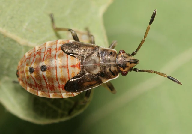 Arocatus longiceps - platánbodobács