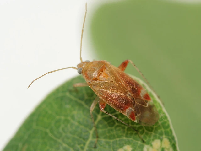 Psallus Psallus