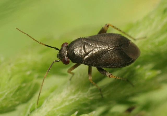 Chlamydatus pullus - sötétszürke törpepoloska