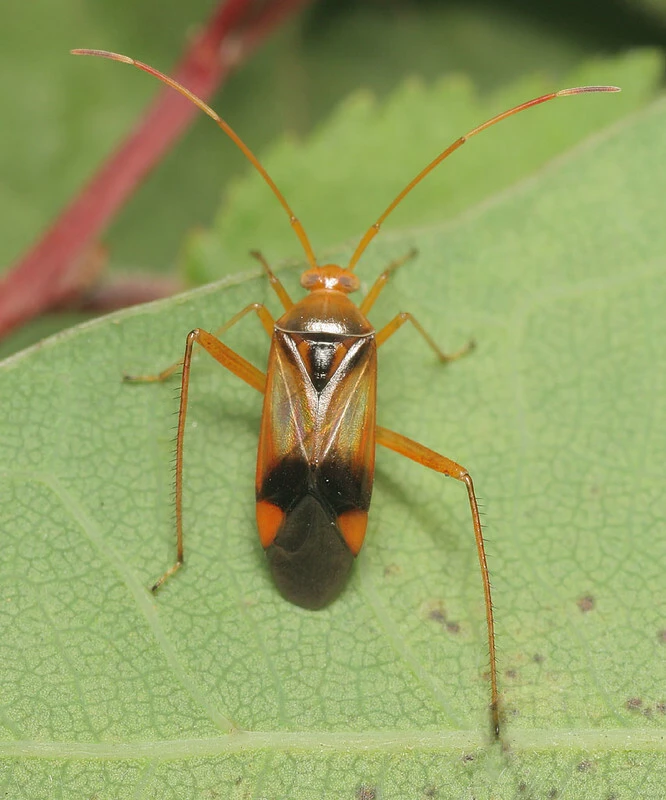 Megacoelum infusum