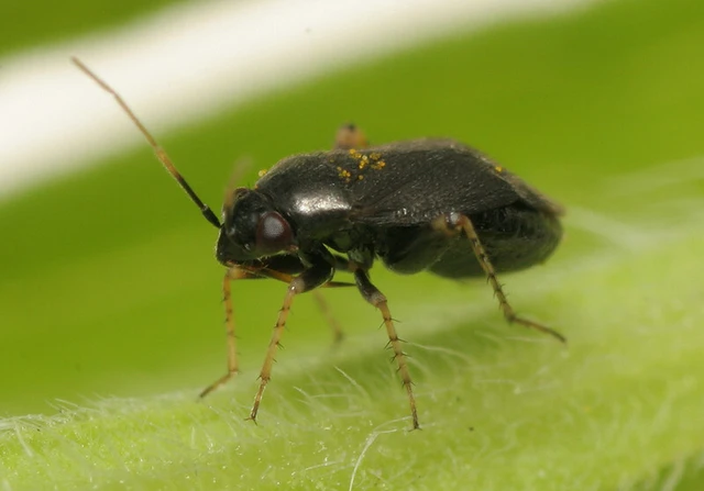 Chlamydatus pullus - sötétszürke törpepoloska