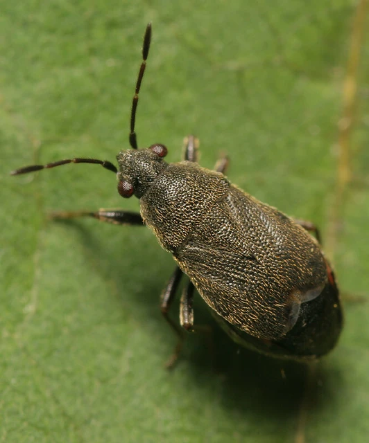 Stygnocoris rusticus - rövidszárnyú kisbodobács