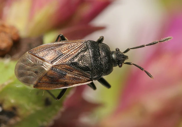 Drymus sylvaticus - erdei bodobács
