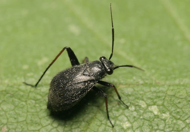 Orthocephalus saltator - szőrös ugrópoloska
