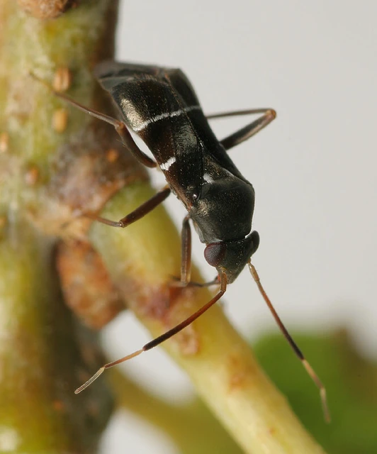 Pilophorus perplexus - ezüstös mezeipoloska