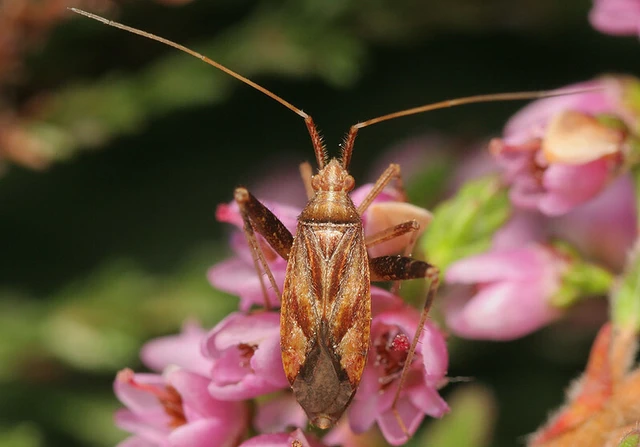Phytocoris