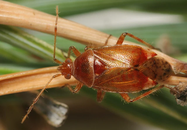 Alloeotomus gothicus