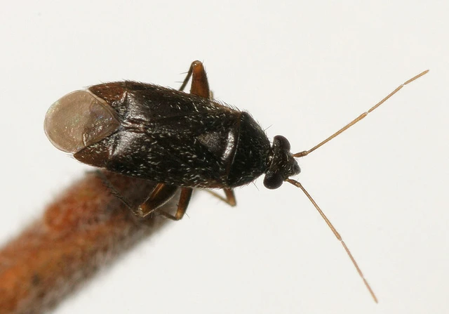 Phoenicocoris obscurellus Phoenicocoris obscurellus
