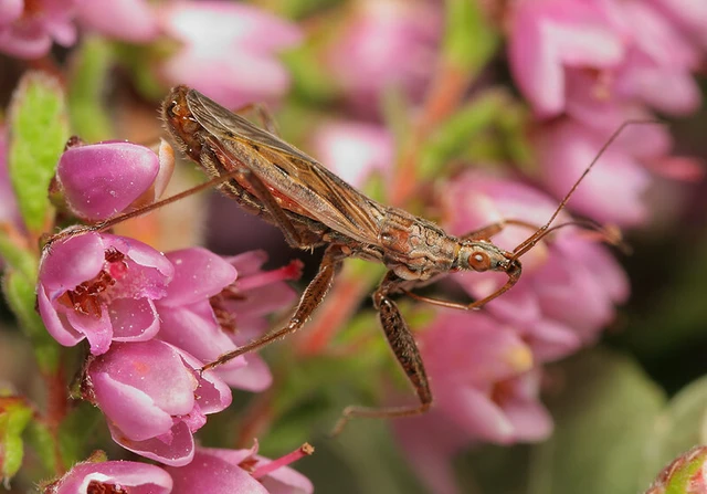 Nabis ericetorum
