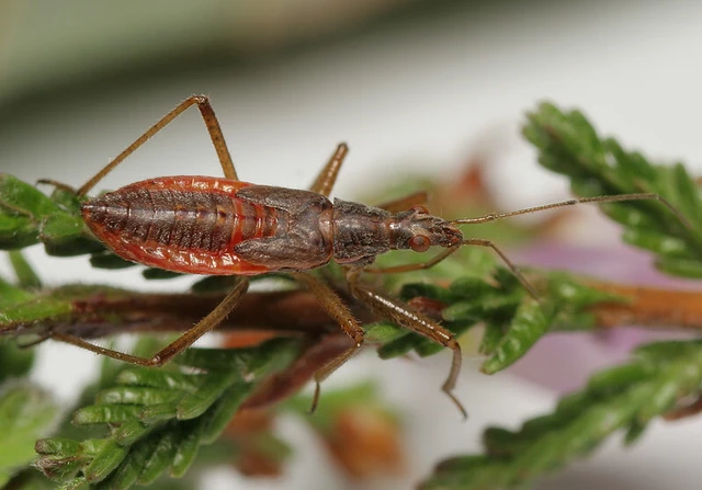 Nabis ericetorum