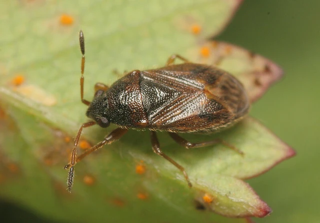 Stygnocoris sabulosus - közönséges kisbodobács