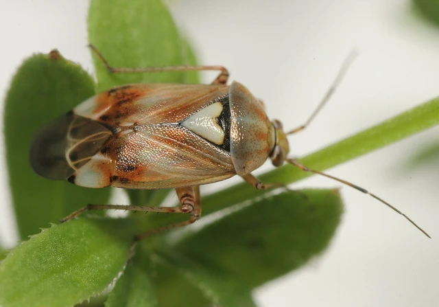 Lygus pratensis - változó mezeipoloska