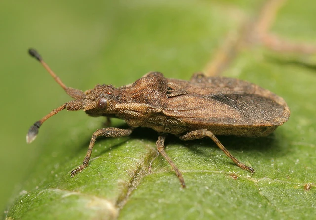 Spathocera dalmanii