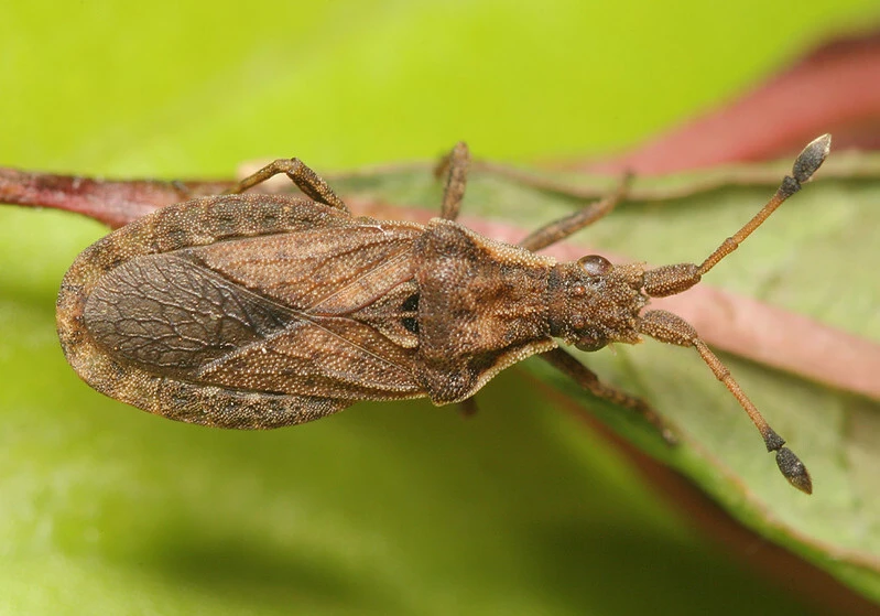Spathocera dalmanii