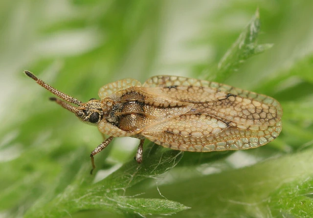 Dictyonota fuliginosa