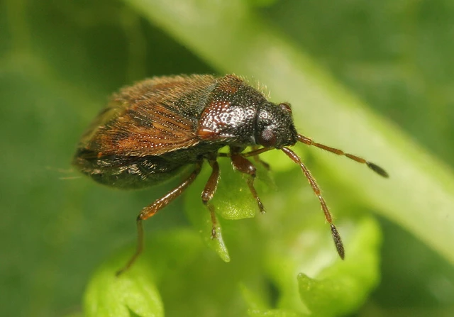Stygnocoris sabulosus - közönséges kisbodobács